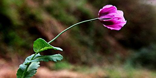 由Purple Software制作的角色扮演游戏《Liminal Border Part III》